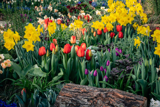Mixed spring garden display with bright yellow daffodils, red and orange tulips, and purple pansy accents.