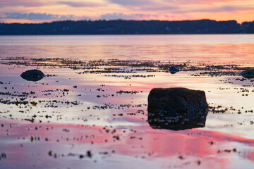 Pink purple shoreline with seaweed and stones on wet sand at dusk. © Holger