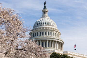 Washington, DC, USA - 22 March 2024 - The dome of the capitol building with cherry tree during the cherry blossom season.  © MediumShot