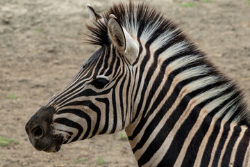 Fototapeta premium Wildlife in South Africa on Safari, Zebra up close