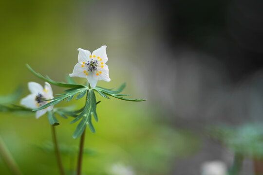 Winter aconite