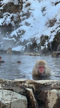 Snow Monkey Park Bathing