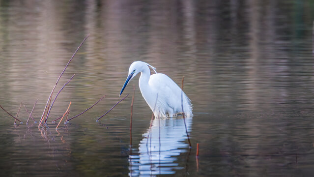  Little Egret, Egretta garzetta, fishing at dusk in Coombe Pool, Warwickshire, February 2026