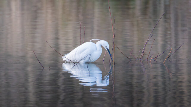  Little Egret, Egretta garzetta, fishing at dusk in Coombe Pool, Warwickshire, February 2026