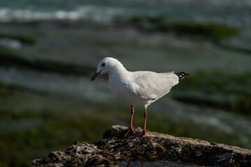 Fototapeta premium Seagull perched on coastal rock overlooking ocean waves