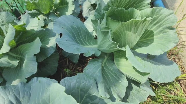 cabbage growing in the garden