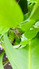 Fototapeta premium a resting place for young grasshoppers sheltered by leaves