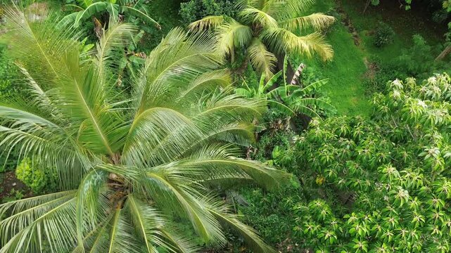 Aerial View of Tropical Coconut Palm Trees and Lush Green Garden