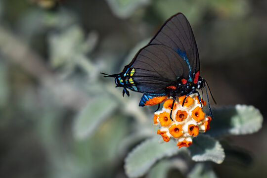  blue and black butterfly on flower