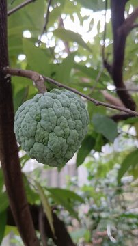 Custard Apple Fruit on Tree Branch