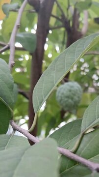 Custard Apple Fruit on Tree Branch