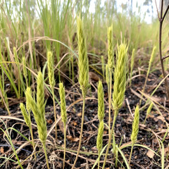 Obraz premium Grass tree plants showing regrowth two weeks after a bush fire