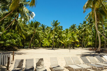 Beach with palm trees and sun loungers for relaxation.