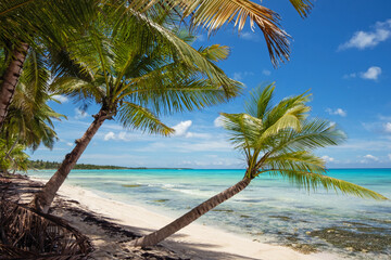 Beautiful coconut palms on the shore of the blue ocean. Tropical beach on the Caribbean Sea.