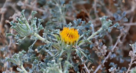 A desert rose in yellow, very close