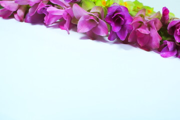 Fototapeta premium Fresh Pink Siam Tulip or Curcuma Flower Border Isolated on White Background