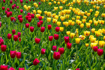The carnations in the botanical garden
In the botanical garden a gentle sea of ​​carnations,pink, white, and red, layered upon layer resemble spring's love letter to the earth. 
