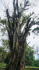 Fototapeta premium old tree trunk