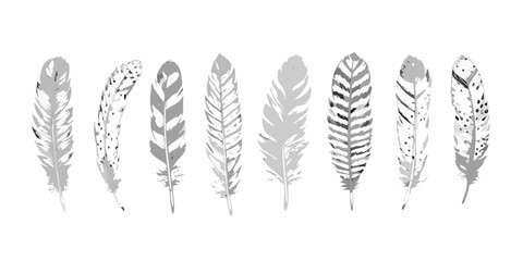 A collection of grayscale feathers arranged in a horizontal line