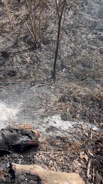 Charred ground and grey ash in a burnt forest landscape after a wildfire