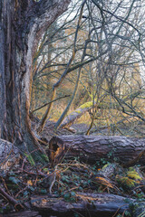 Woodland Textures, Late Winter, Coombe Country Park, Warwickshire, February 2026