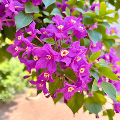 purple bougainvillea flowers