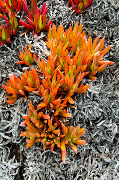 USA, California, Pacific coast. Succulent ground cover plant, Carpobrotus edulis, commonly called Ice Plant.