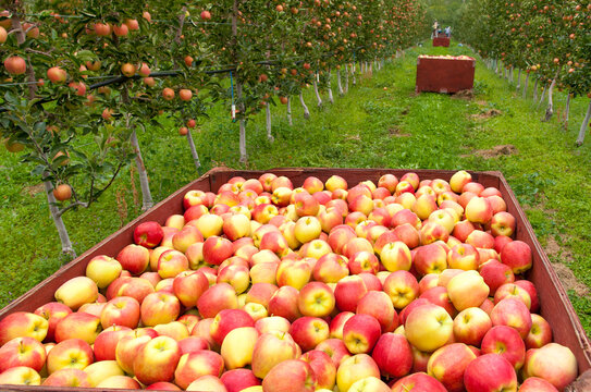 Canada, BC, Okanagan Valley, Gala apples being harvested in the fall.