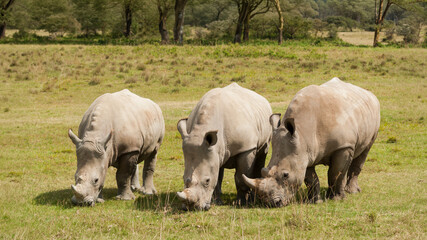 Obraz premium White rhinoceros (Ceratotherium simum), Lake Nakuru National Park, Kenya