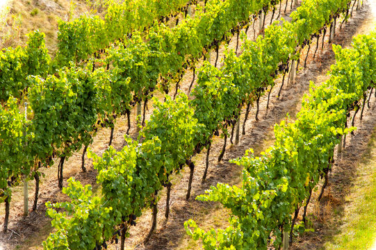 Canada, BC, Okanagan Valley.  Grape vines at a winery