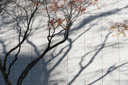 Canada, BC, Vancouver.  Tree and shadow on white wall, downtown.