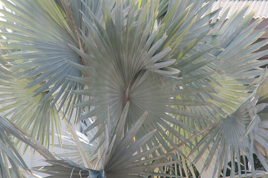 USA, California, Palm Springs.  Silver palm on El Paseo Drive, shopping and gallery district.