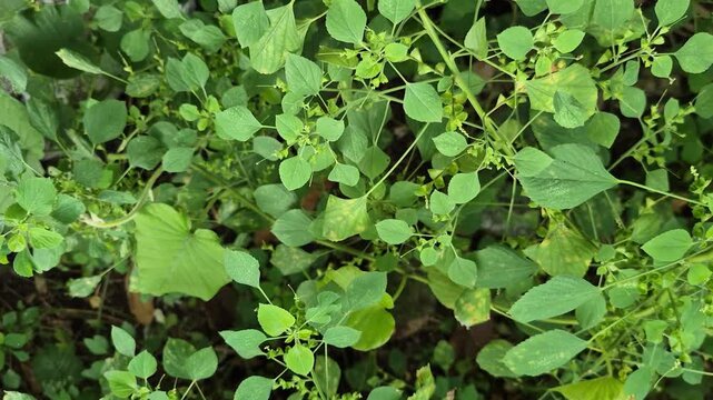 Fresh Green Indian Acalypha (Acalypha indica) Wild Plant - Traditional Medicinal Herb