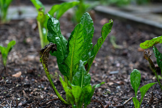 Lush silverbeet leaves water droplets rich soil