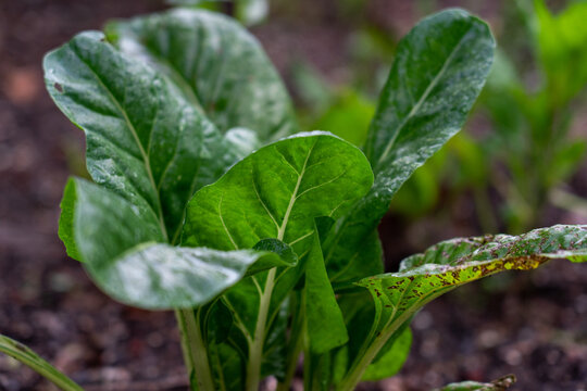 Lush silverbeet leaves water droplets rich soil