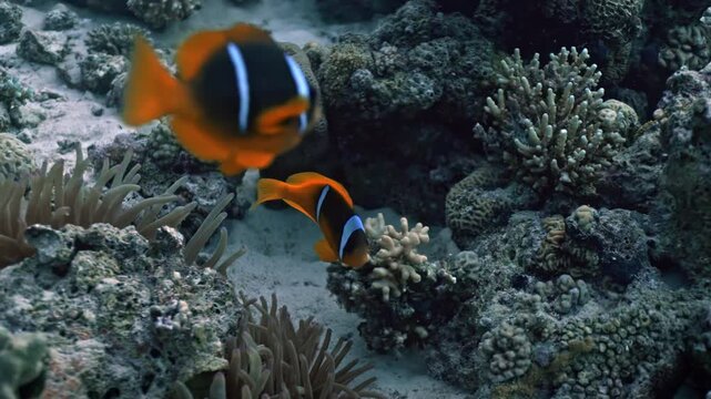 A Red Sea Anemonefish (Amphiprion bicinctus) peeks through the stinging tentacles of its host sea anemone.