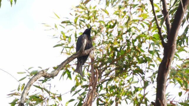 A wild Spangled drongo (Dicrurus bracteatus) with distinctive crimson red eyes and long forked tail, perched up high on an exposed branch, looking around the surroundings, close up shot.