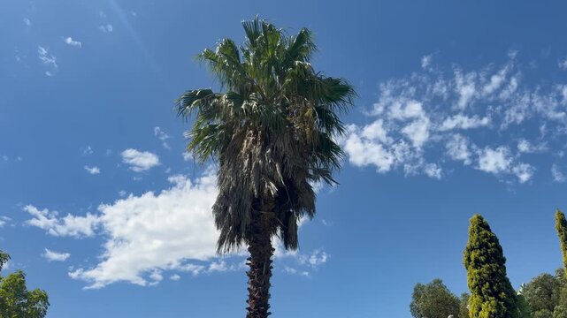 A Palm Tree inside a a resort surrounded by trees and blue sky.