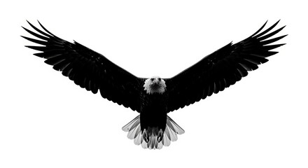 Obraz premium Majestic Bald Eagle Soaring with Open Wings on White