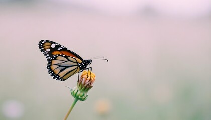 Obraz premium A monarch butterfly on a flower, symbolizing intergenerational support and hope within a community garden