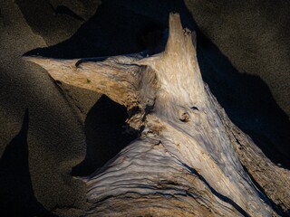 流れついた流木