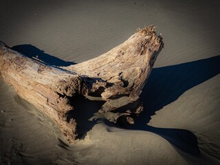 流れついた流木