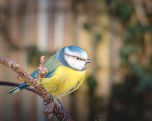 Obraz premium Bluetits, perched and feeding on fat balls, Stakeford, Northumberland, february 2026