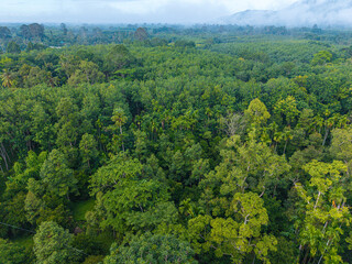 Obraz premium Tropical green tree forest mountain with fog various tree leaf texture nature landscape
