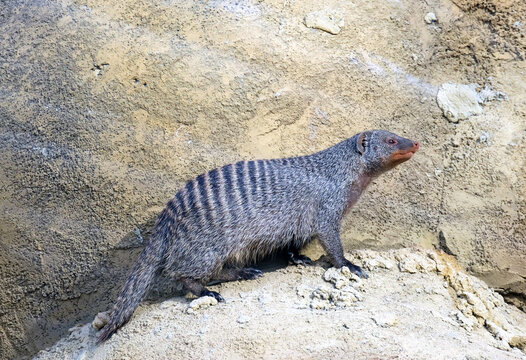 The banded mongoose (Mungos mungo)