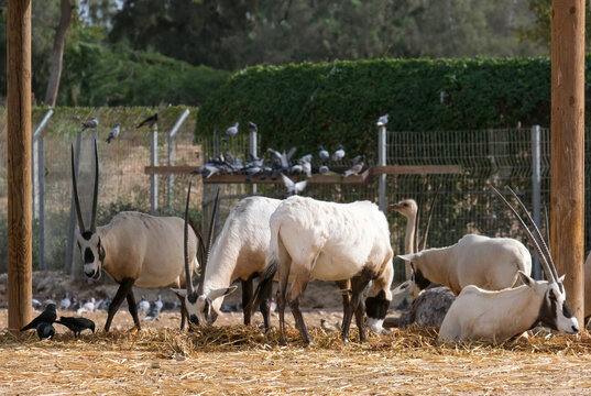 Arabian oryx or white oryx (Oryx leucoryx)