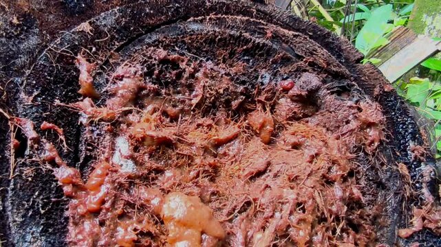 The decomposition process in tree trunks with various kinds of insects as decomposers