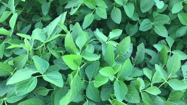 Green Leaves Foliage, details from the farm, texture, pattern