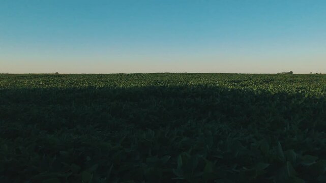Agricultural Landscape with Harvested Field and Crops Under a Blue Clear Summer Afternoon