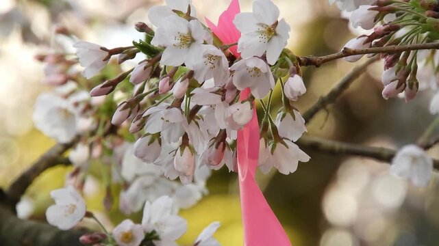 Cherry Blossoms in Hirosaki Park, Aomori, Japan - Shichirin-zaki Style 日本三大桜の名所 弘前城公園の美しい七輪咲きの桜  撮影日：20250422-1

